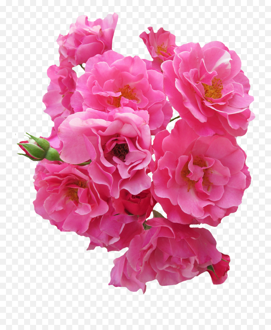 Bunch Pink Rose Flower Png Image - Pink Real Flowers Png Emoji,Flower Png