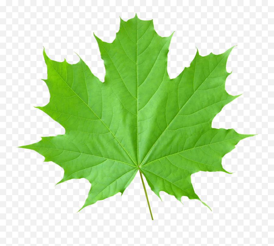 Download Green Leaf Png Hq Png Image - Green Leaf Emoji,Leaves Png