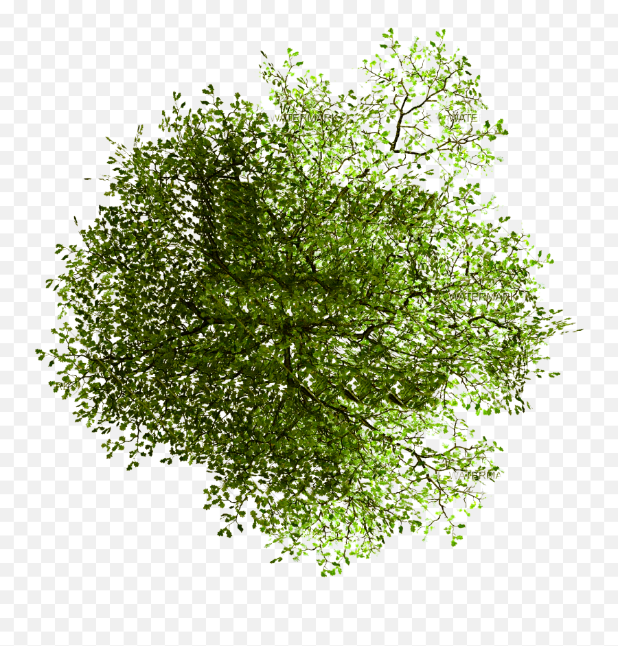 Tree Plan Png Photoshop - Realistic Tree Png Plan Emoji,Tree Plan Png