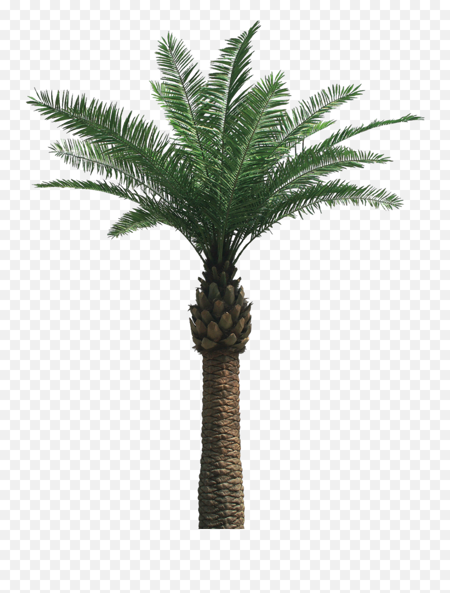 Palm Tree Png Image 2505 - Date Palm Tree Png Emoji,Palm Trees Png