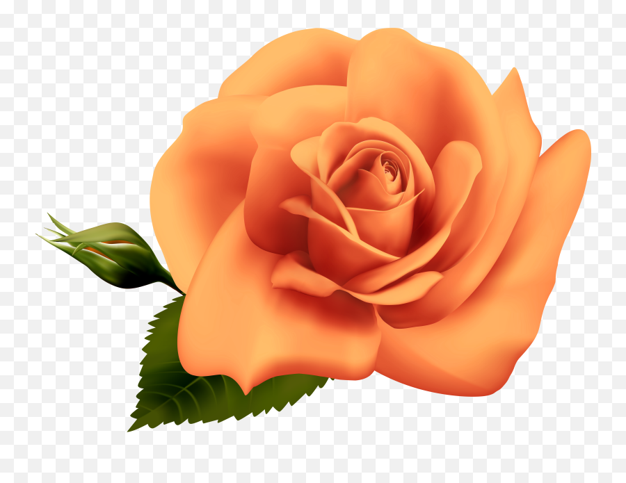 Orange Rose Transparent Clipart Image 1587323 - Png Images Fresh Emoji,Rose Clipart Png