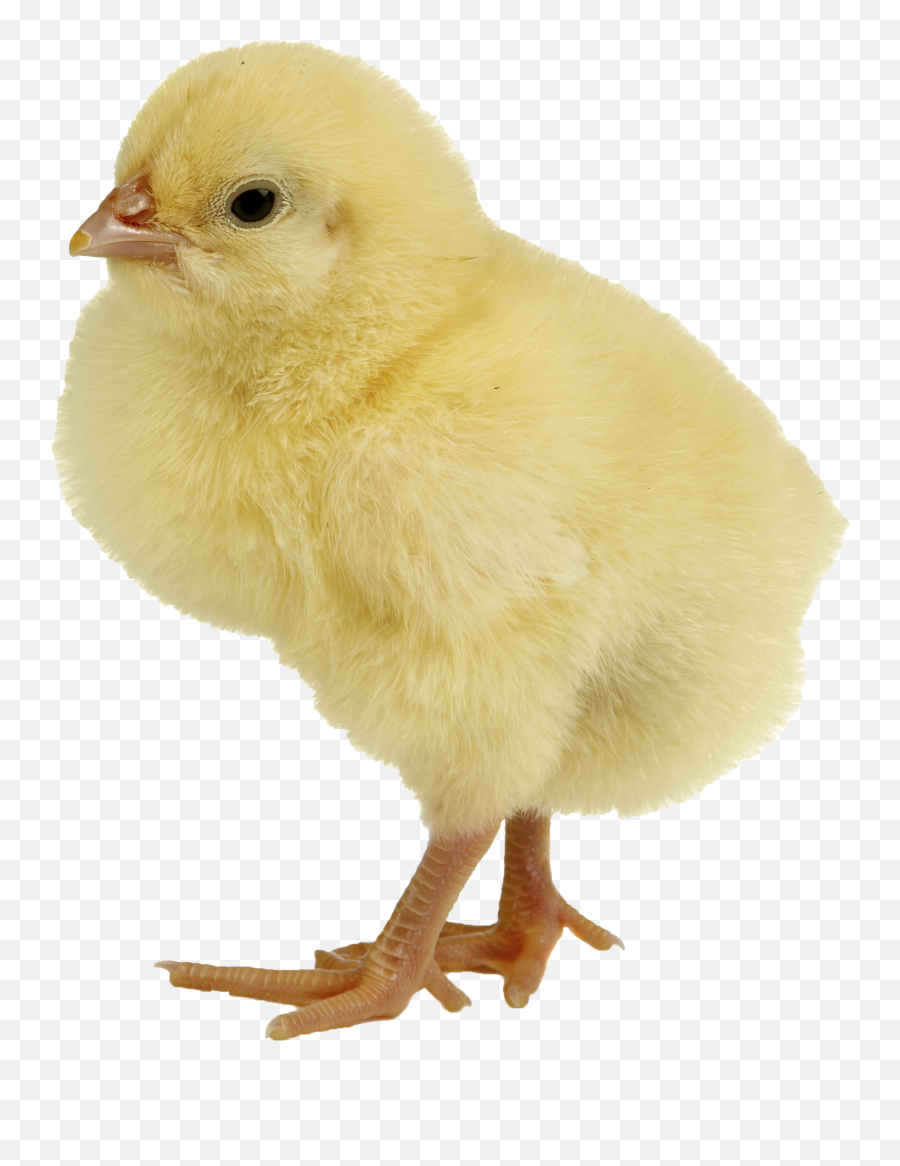 Chicken Png Pictures Spawning Chicken - Transparent Baby Chick Png Emoji,Chicken Transparent Background