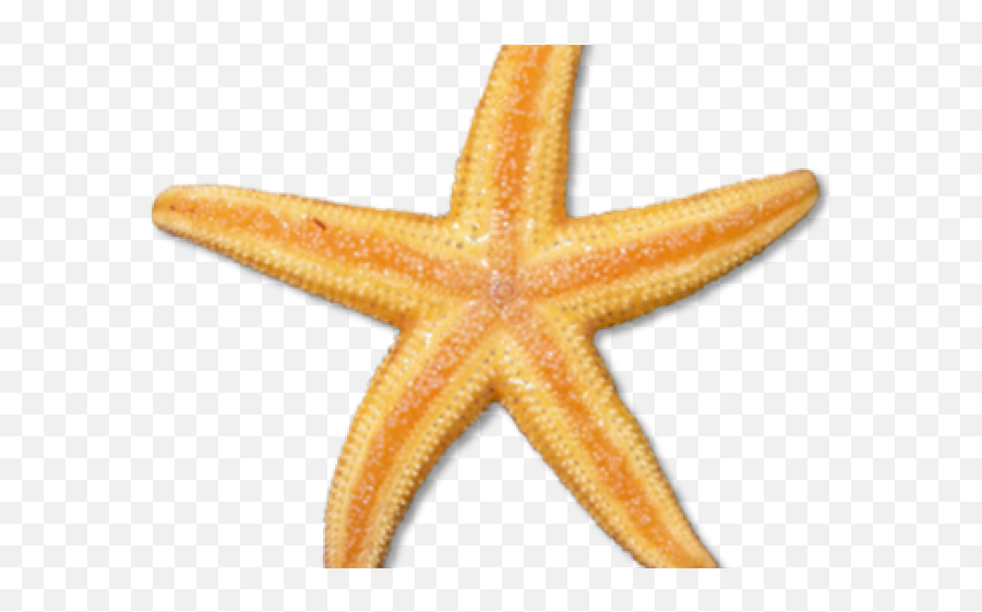 Starfish Clipart Google - Real Sea Creatures Png Realistic Star Fish Clip Art Emoji,Starfish Clipart Black And White
