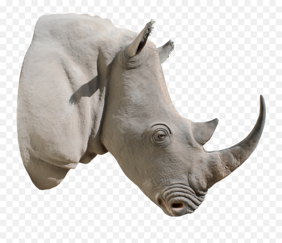Rhino Png Emoji,Horns Transparent