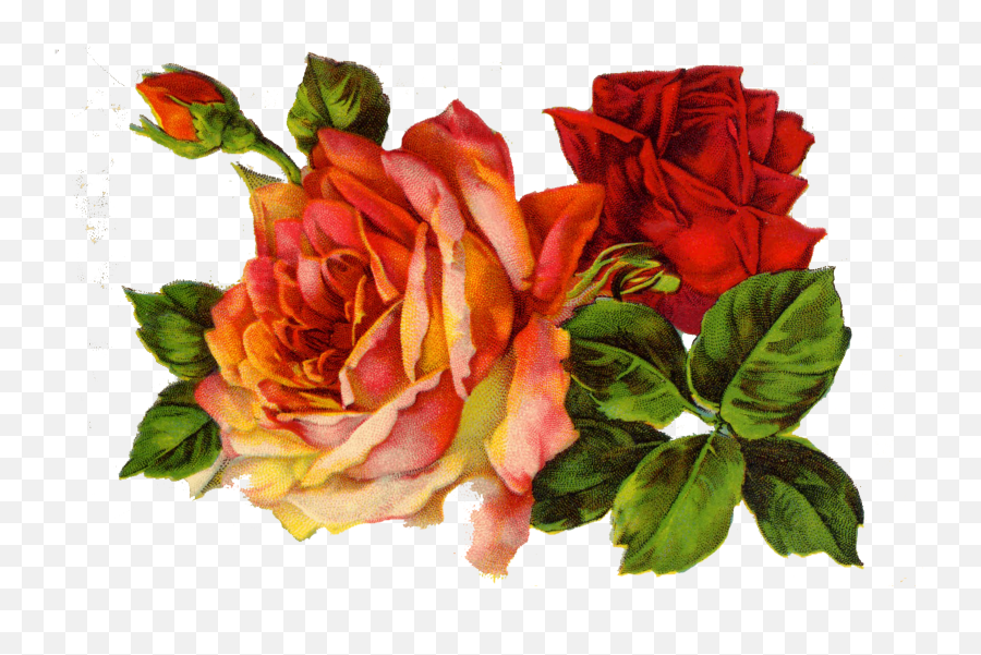 Red Roses Vintage Png Transparent Png Emoji,Vintage Roses Png