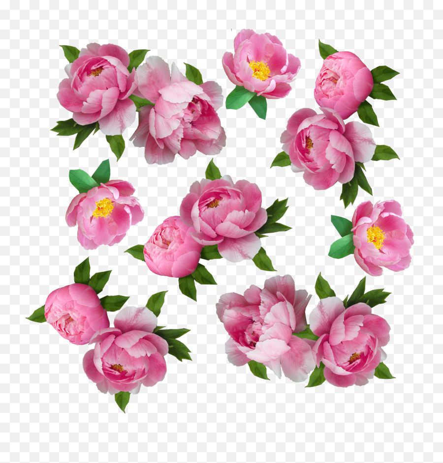 My Next Step Was To Make The Flowers Look More Like - Garden Emoji,Peonies Clipart