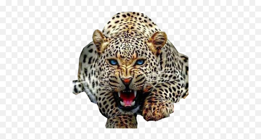 Wild Cat Transparent Image Free Png - Jaguar Png Emoji,Cat Transparent Background
