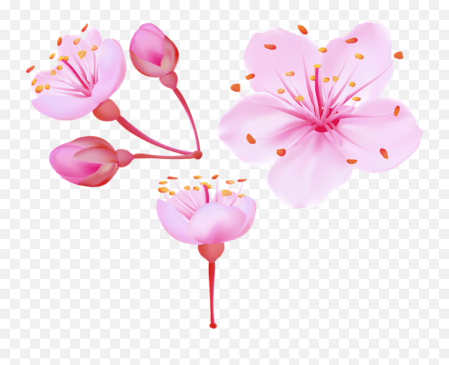 Vector Cherry Blossom Flower - Cherry Blossom Petal Alpha Png Emoji,Cherry Blossom Transparent