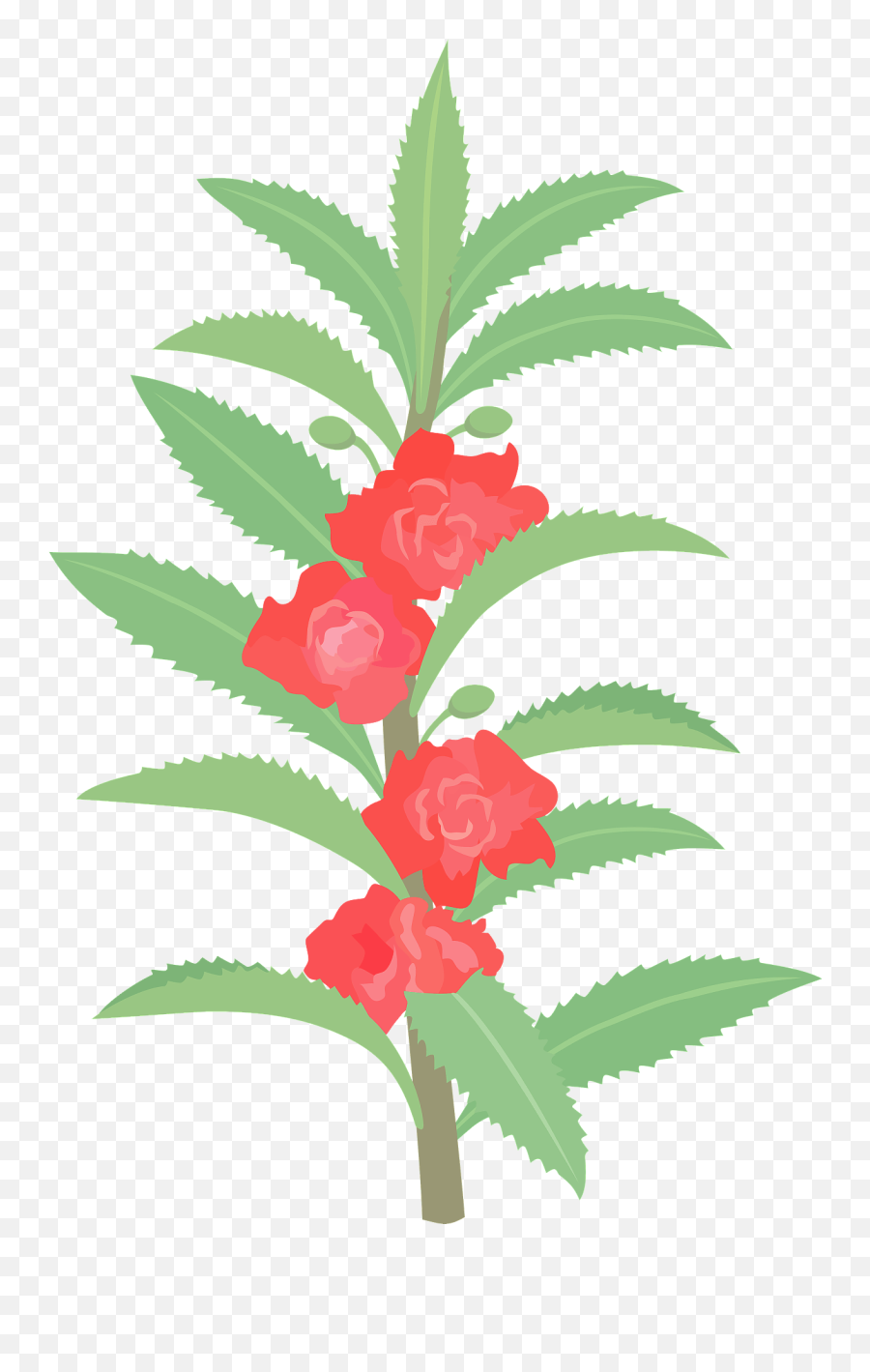Garden Balsam - Garden Balsam Png Emoji,Forget Me Not Flowers Clipart