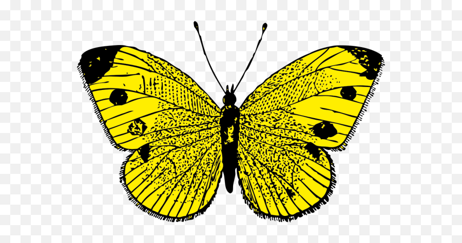 Butterfly Monarch Insect Yellow Wings Bug Butterfly Clip - Borboleta Preta De Asas Amarelas Emoji,Monarch Butterfly Clipart