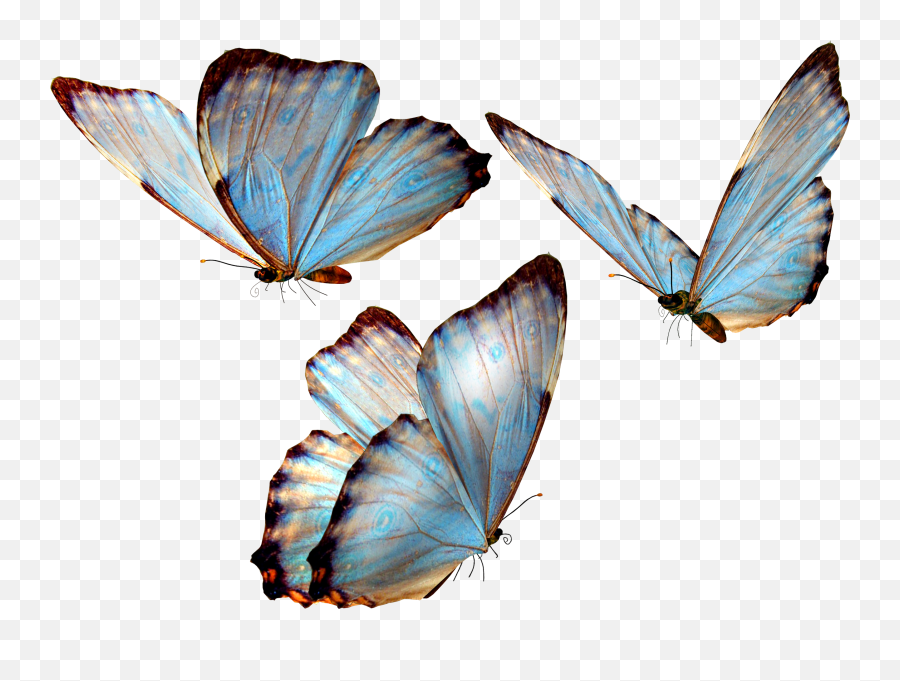 Butterflies Transparent Transparent Png - Transparent Background Translucent Butterfly Png Emoji,Butterflies Transparent
