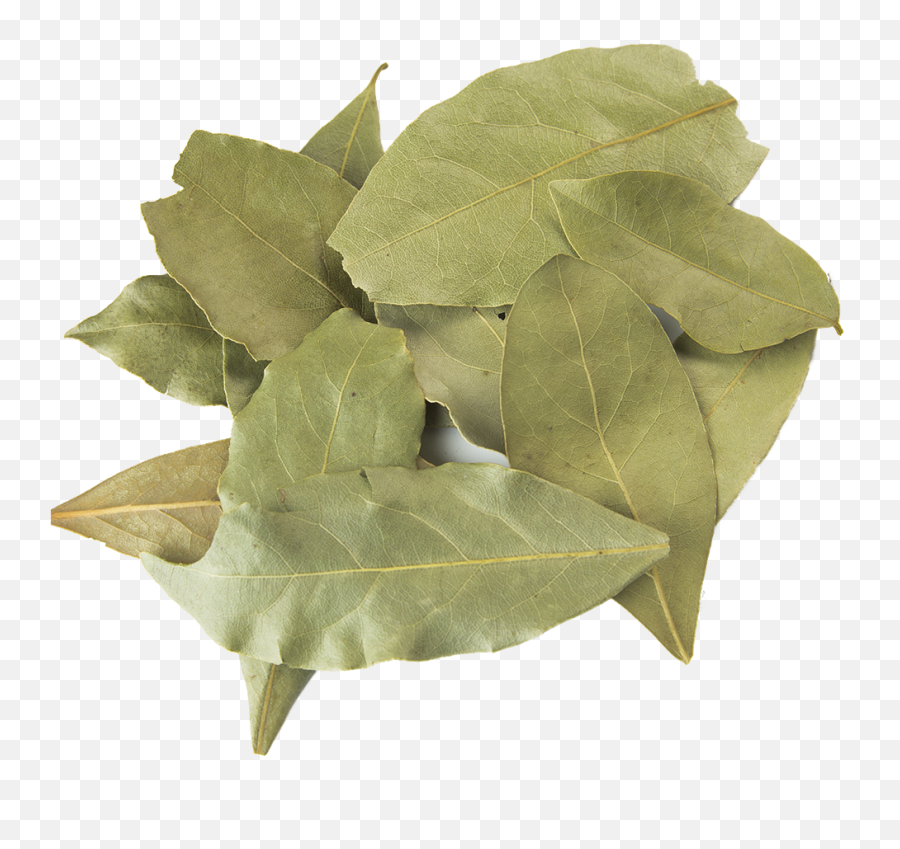 Laurel Leaves Png - Mediterranean Bay Leaf Emoji,Laurel Leaves Png