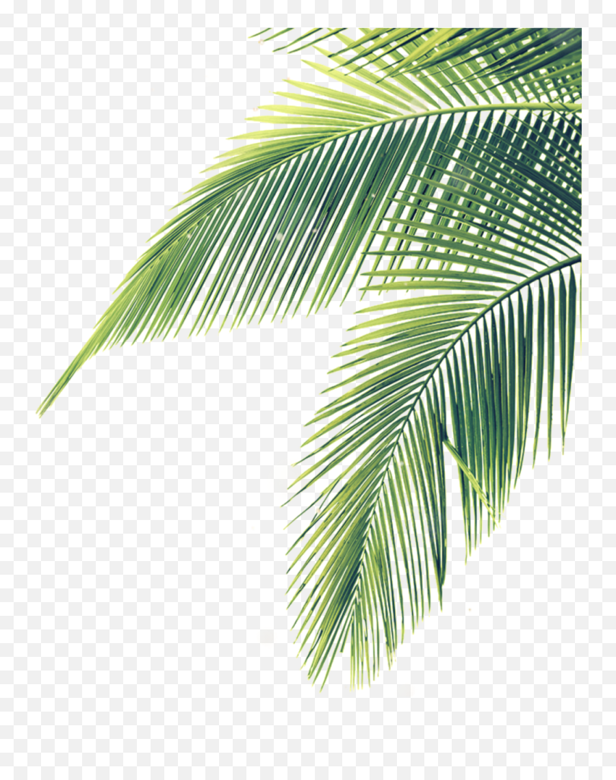 Palm Tree Clipart Long Tree - Palm Tree Leaves Transparent Palm Tree Leaves Png Emoji,Tree Clipart