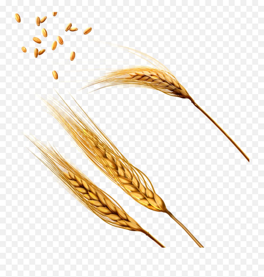 Transparent Wheat Png Images - Rwanda 24 Emoji,Wheat Transparent Background