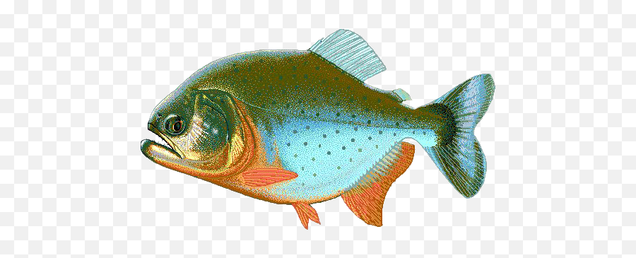 Piranha Png Transparent Images Png All Emoji,Fish Png Clipart