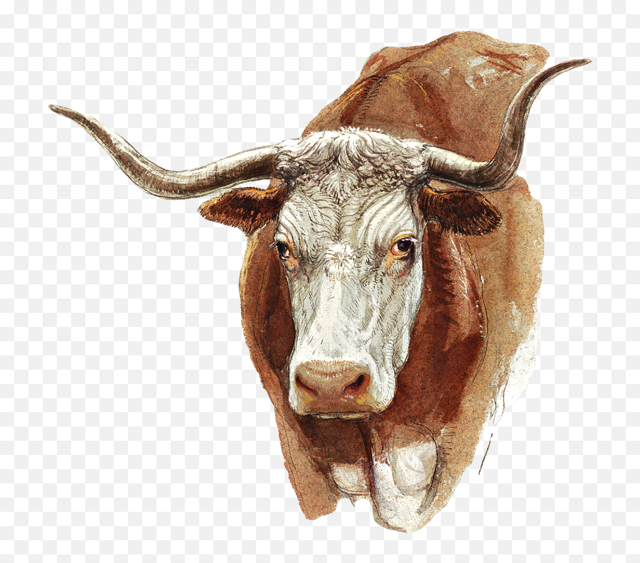 Free Photo Head Bull Ruminant Mammal Bovine Cow Animal - Max Emoji,Bull Head Png