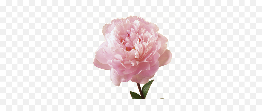 Download Peony Transparent Background Hq Png Image In Emoji,Peonies Clipart