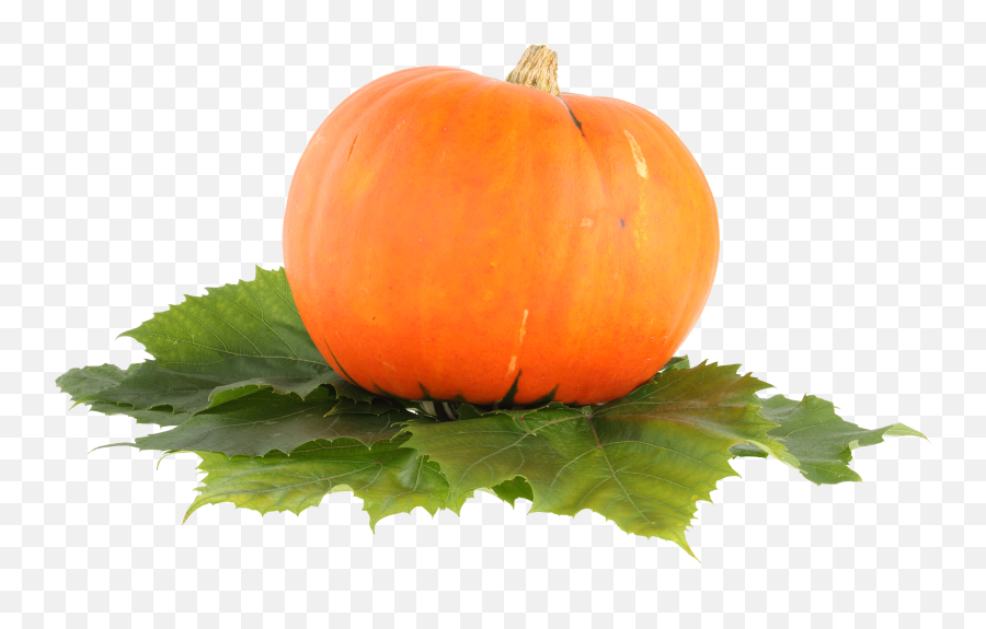 Download Pumpkin Png Free Download - Pumpkin Png File Emoji,Pumpkin Png