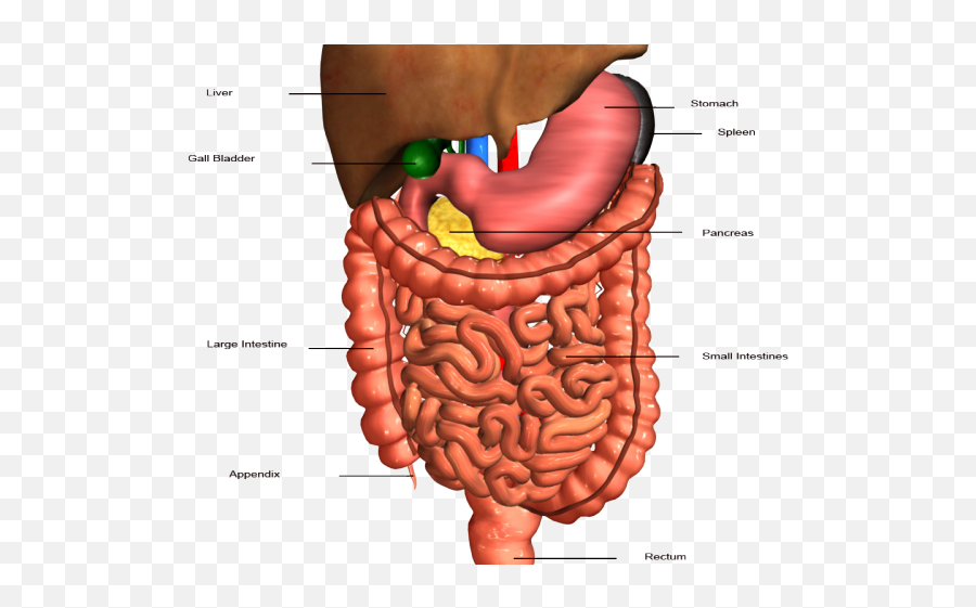 Hbs 3 - Intestine Anatomy Emoji,Stomach Clipart