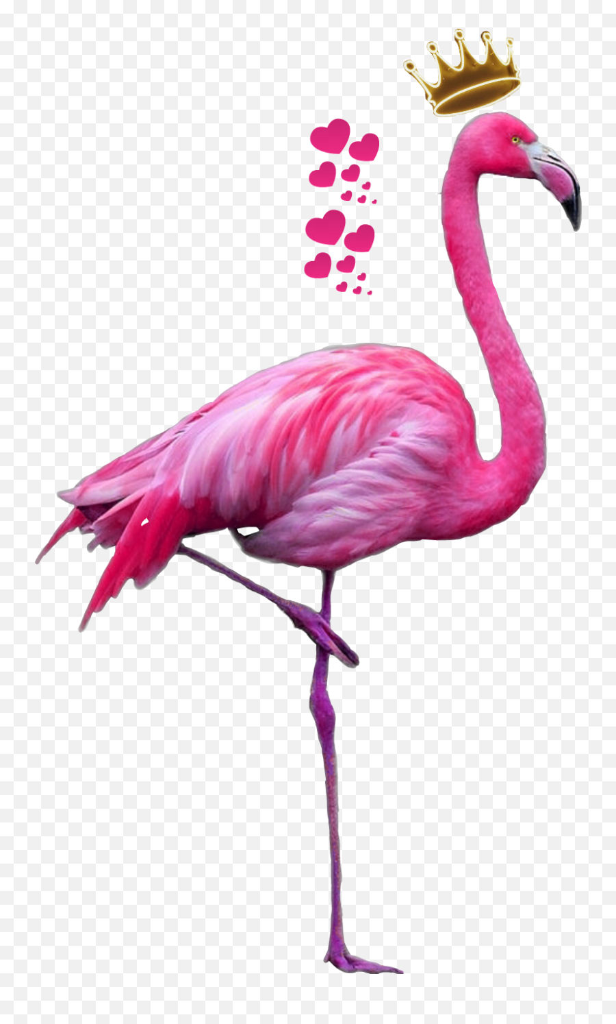Imagens Png Tumblr - Flamingo Png Emoji,Flamingo Clipart