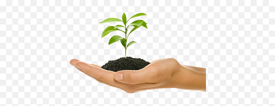 Organic Business Growth Vs Acquisitions Which Way To Grow - Transparent Plant In Hand Png Emoji,Growth Png