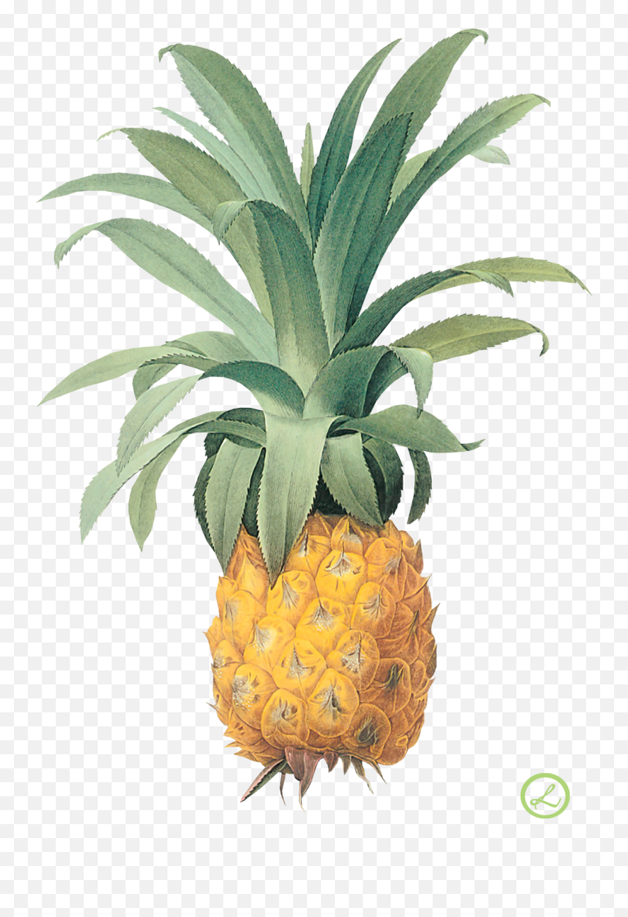 Pineapple Png Image Free Download - Pierre Joseph Redoute Emoji,Pineapple Png