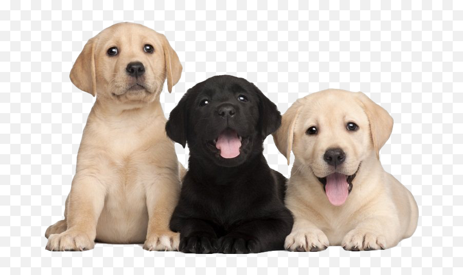 Labrador Retriever Png Transparent Images Png All - Lab Puppy Png Emoji,Labrador Clipart