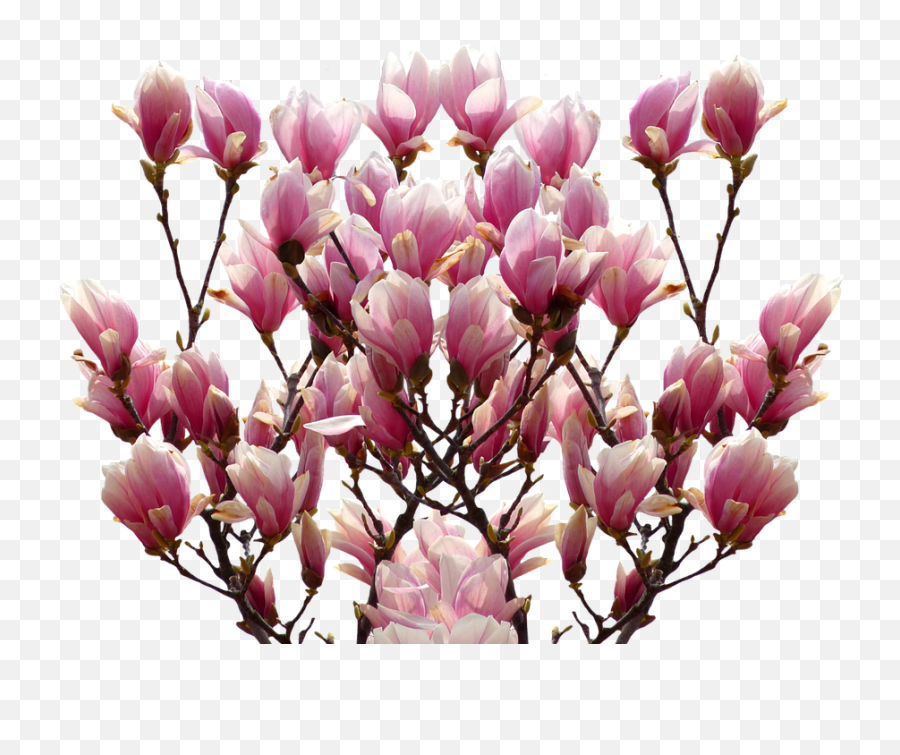 Magnolia Png Transparent Png Image - Flower Png Magnolie Png Emoji,Magnolia Png