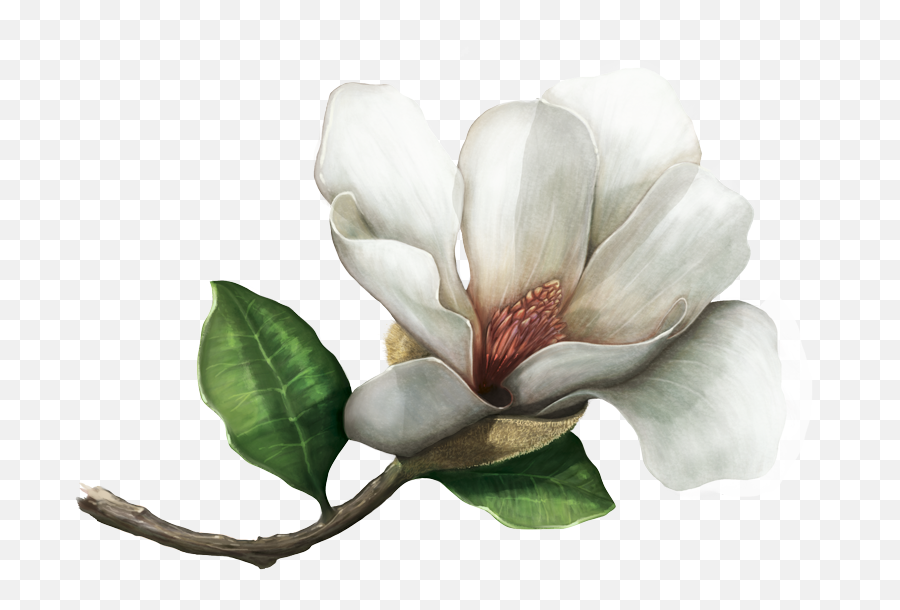 Los Herbarios Y Jardines Botánicos Preservan Muestras Emoji,Magnolia Clipart