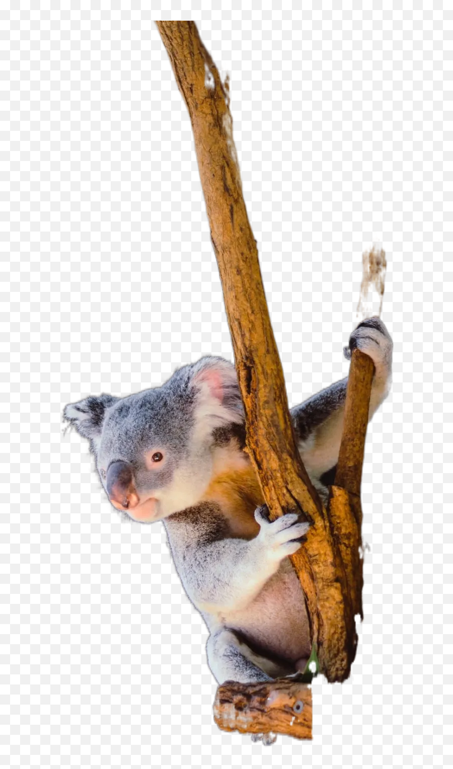 Adorable Animals Free Download Transparent Images U0026 Change Emoji,Koala Transparent