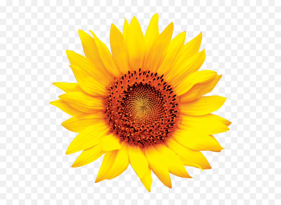 Sun Flower Png Transparent Png Image - Transparent Background Sunflower Clip Art Emoji,Sunflower Logo