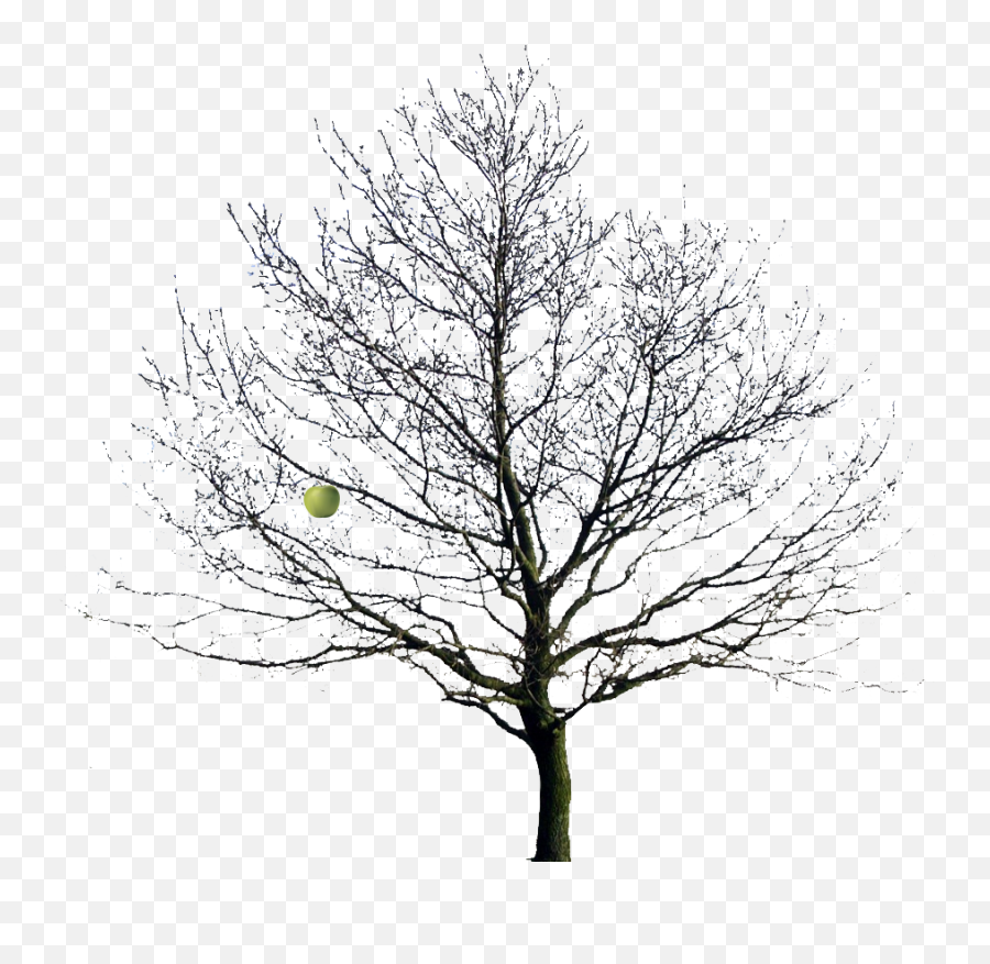Winter Clipart Apple Tree Picture 2199751 Winter Clipart - Winter Bare Tree Png Emoji,Bare Tree Clipart