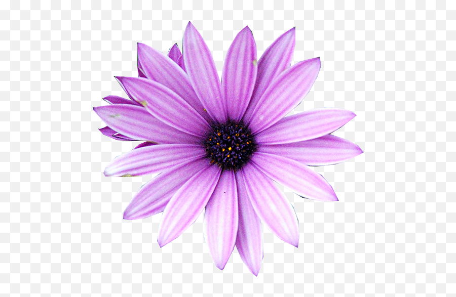 Purple Flower - Purple Flower Icon Transparent Background Emoji,Purple Flower Transparent