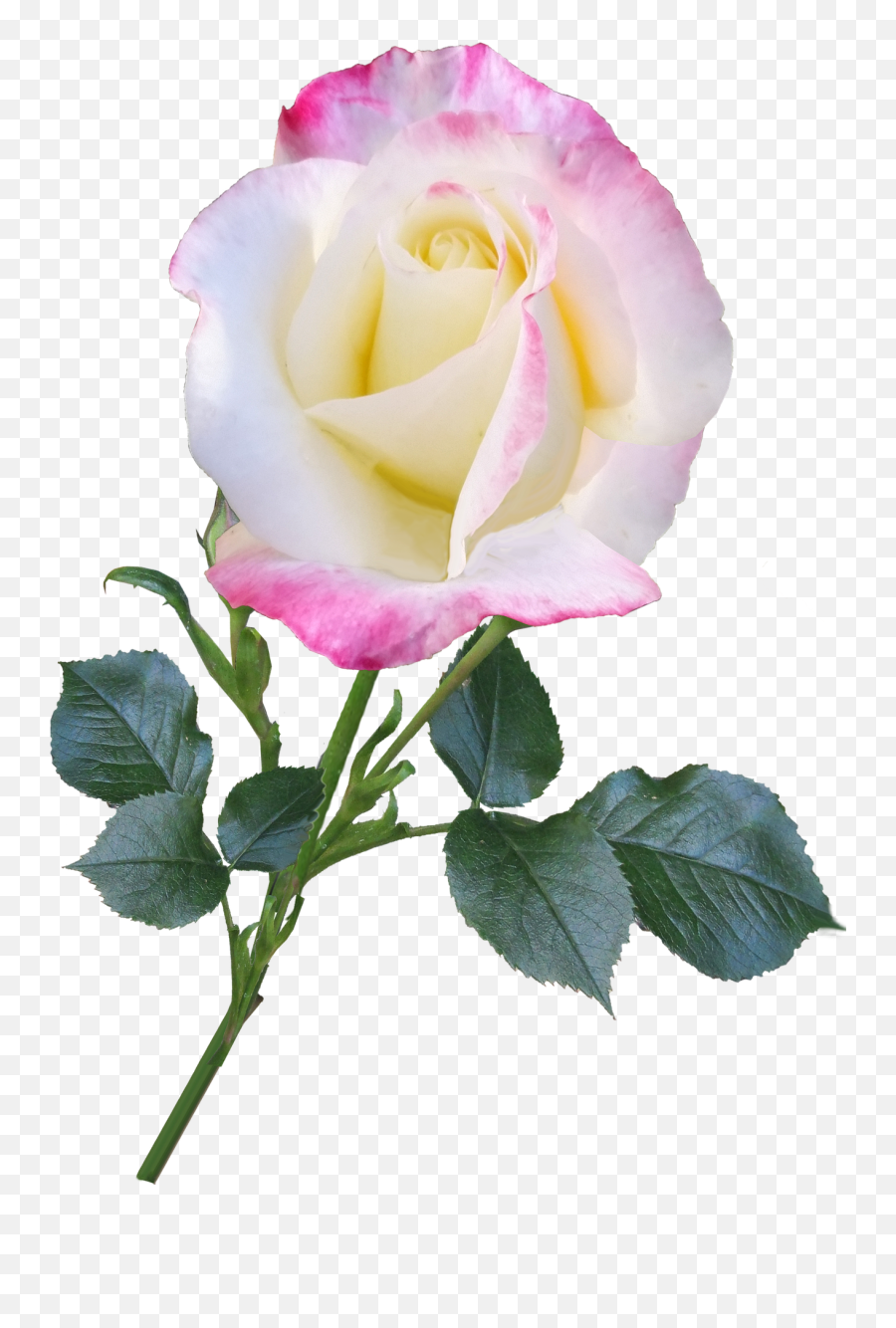 Rose Bloom Flower Stem Nature - Rose Is For You Quotes Emoji,Flower Stem Png