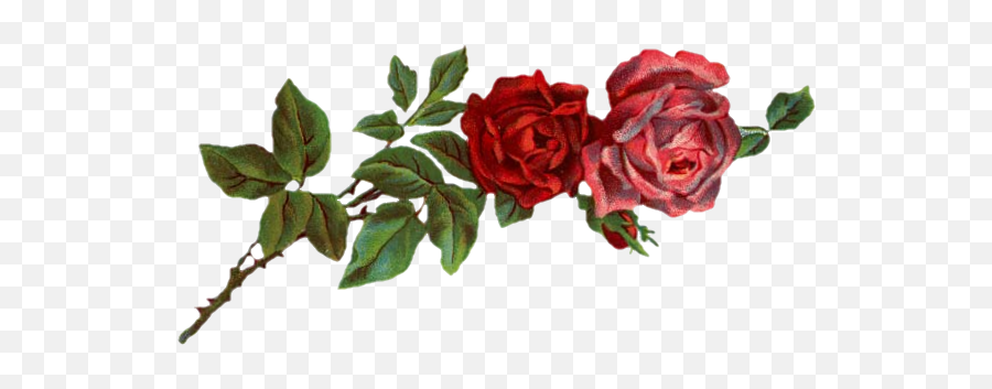 Red Flower Crown Transparent Liked On Polyvore Featuring - Red Vintage Roses Png Emoji,Flower Crown Transparent