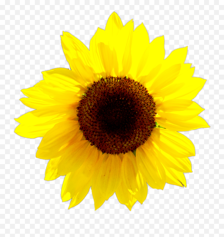 Calendar - Clipart Sunflower Emoji,Sunflower Logo