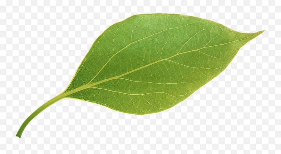 Leaf Png Transparent Images - Apple Leaf Png Emoji,Leaf Png
