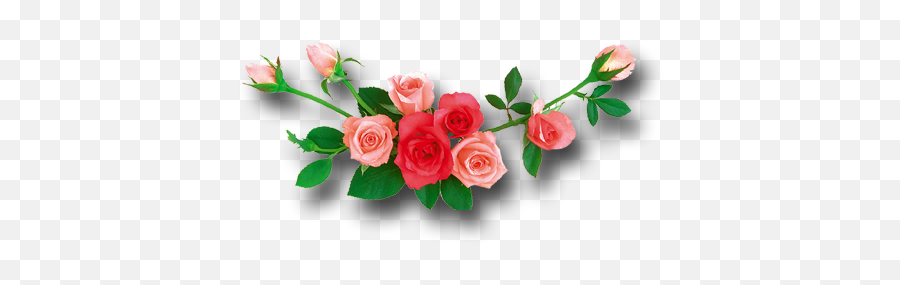 Rose Png - Rose Flowers Images Png Emoji,Flower Png
