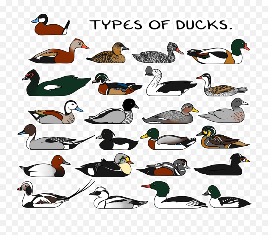 Duck Clipart Waterfowl - Duck Types Transparent Cartoon Emoji,Ducks Clipart