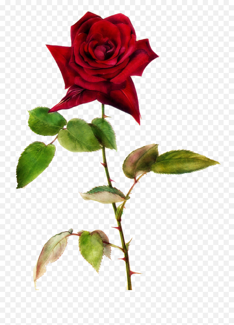 Red Rose Clipart One - One Red Rose Png 1024x1346 Png Rose With Thorns Emoji,Rose Clipart Png