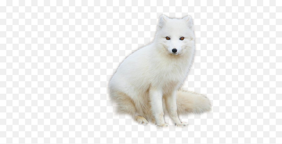 Free Arctic Fox Png Image - Arctic Fox Transparent Background Emoji,Fox Transparent Background