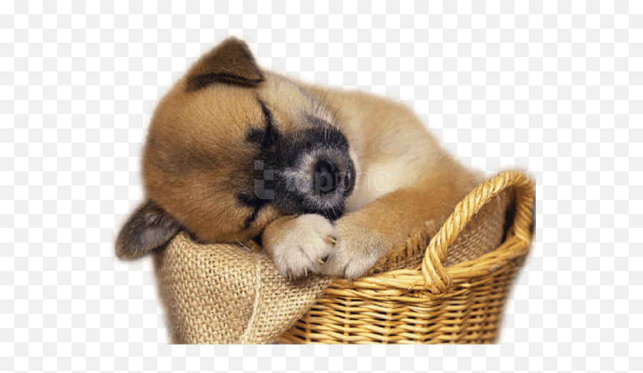 Puppy Clipart Png Transparent Images U2013 Free Png Images - Clip Art Puppies Emoji,Puppy Clipart