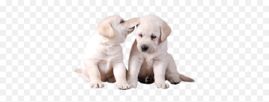 Two Cute White Puppies Png Picture Cute White Puppies - Puppy White Background Png Emoji,Labrador Clipart
