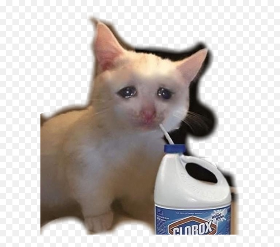 Small Sad Cat Meme Emoji,Sad Cat Png
