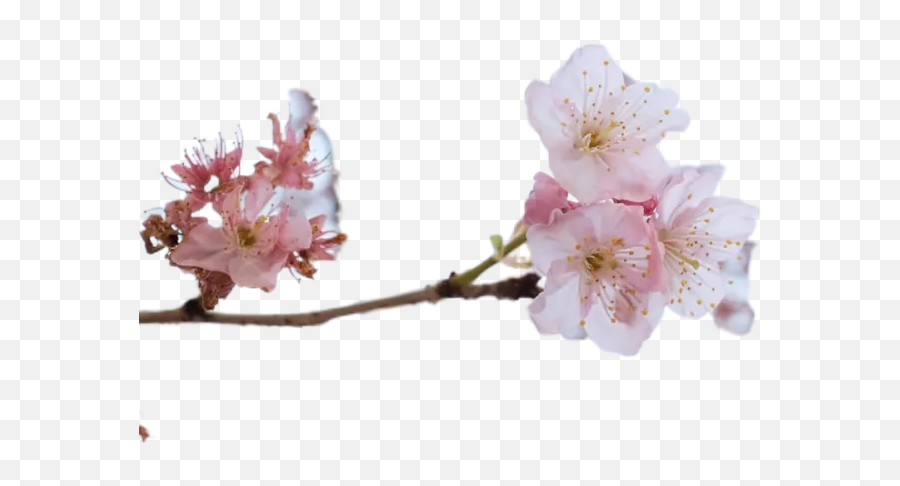Pink Cherry Blossom In Close Up Photography Transparent Emoji,Cherry Transparent Background