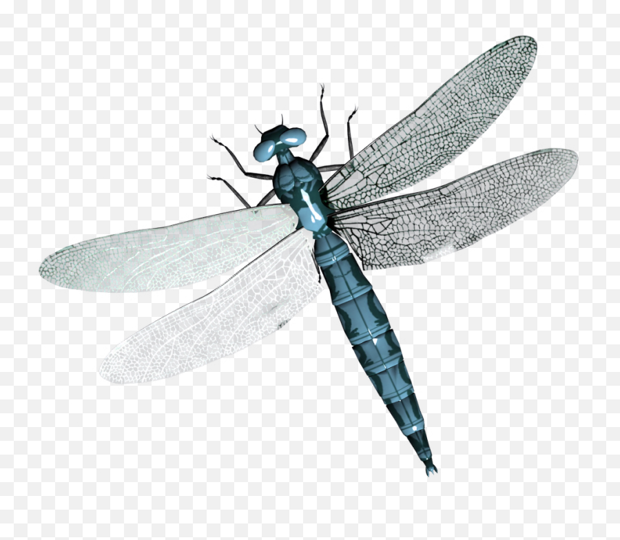Dragonfly Png - Transparent Background Dragonfly Transparent Emoji,Dragonfly Png
