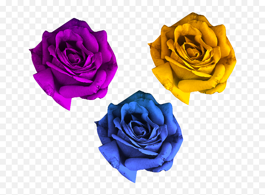 Rose Flowers Png Free Emoji,Flower Png