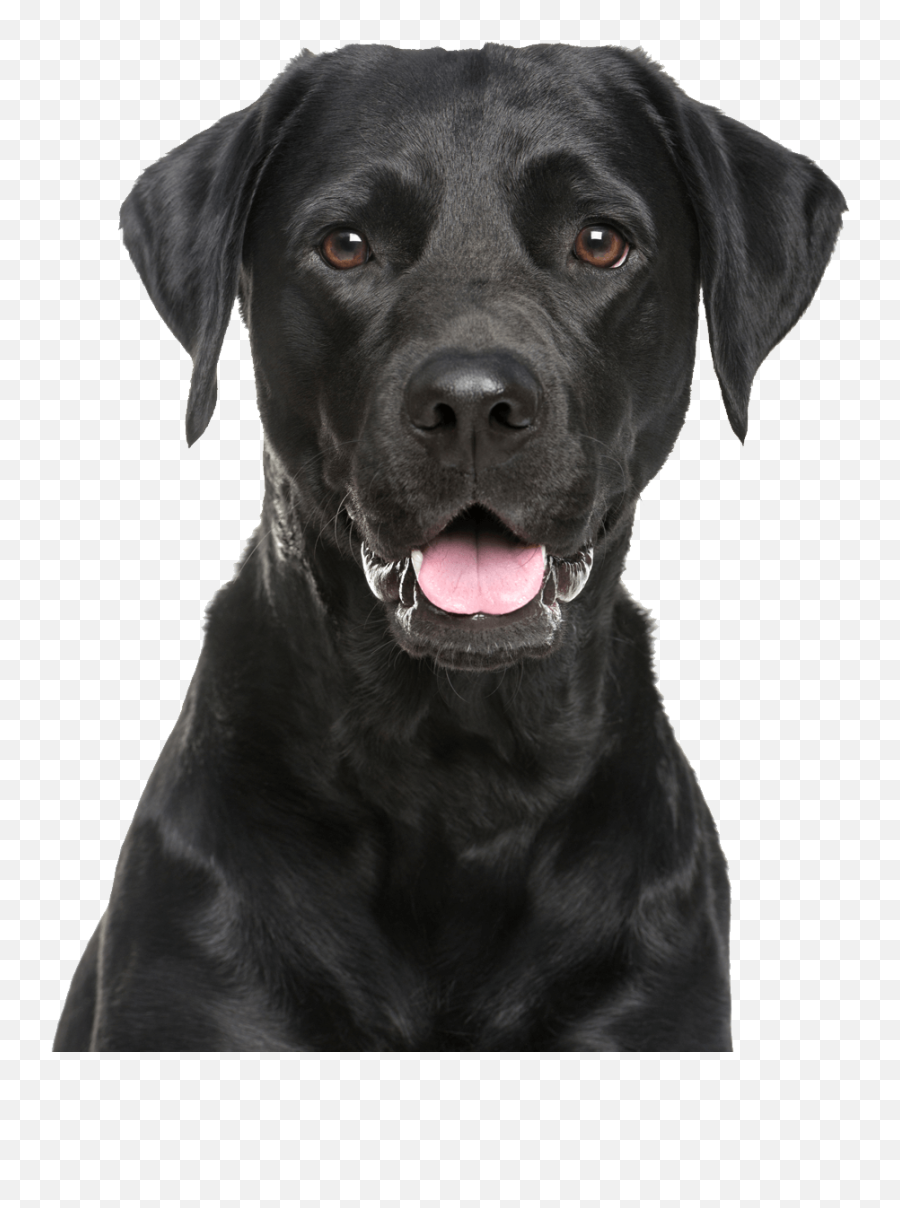 Black Labrador Dog Tongue Png Emoji,Tongue Png