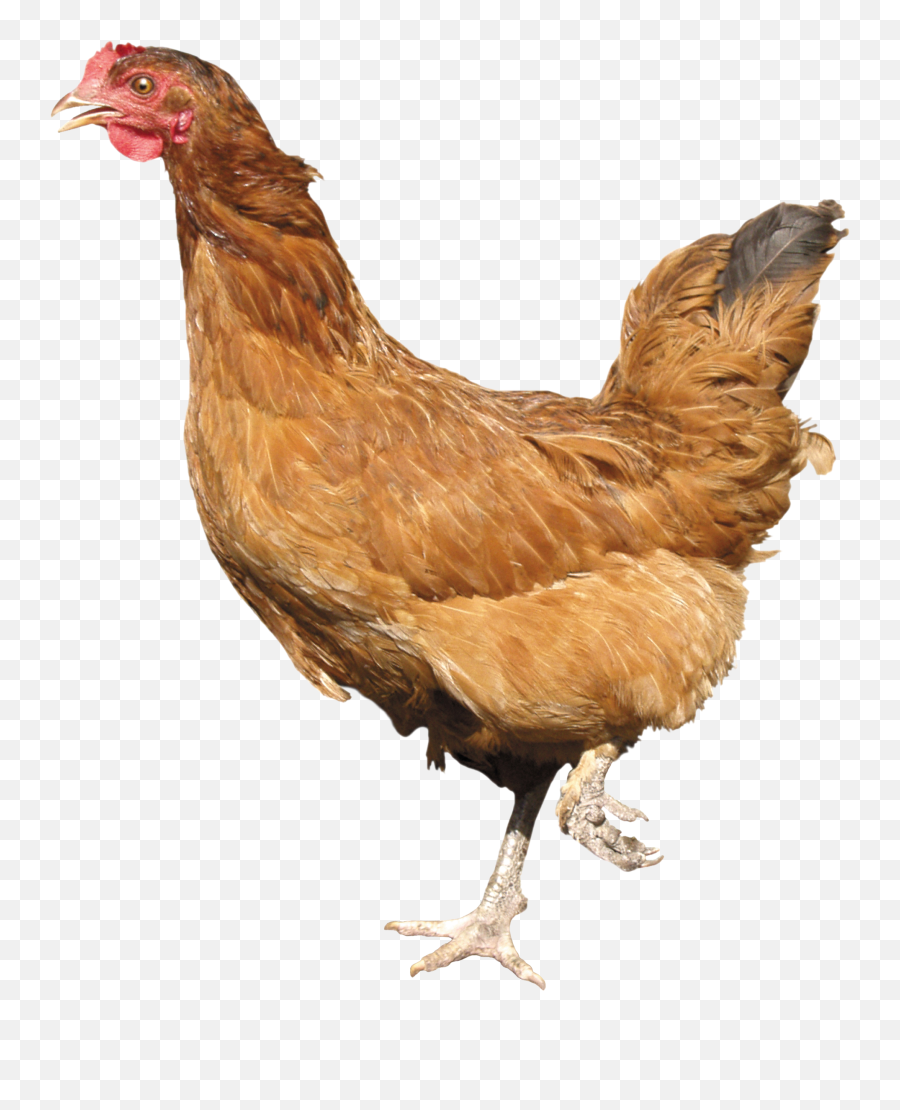 Chicken Png Image - Chickens Png Emoji,Chicken Transparent Background