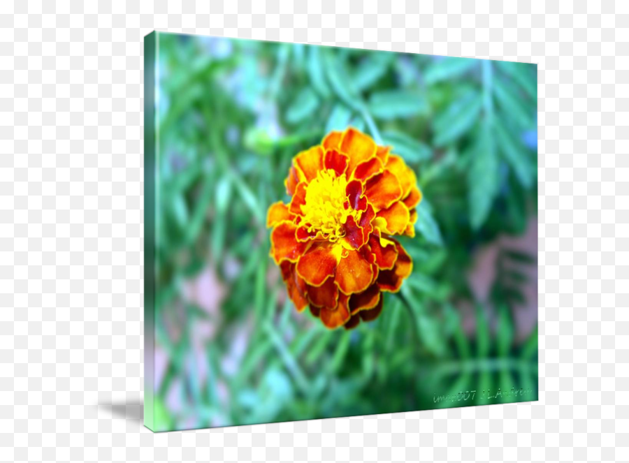 Orange Yellow Flower By John Andreu Emoji,Green And Yellow Flower Logo